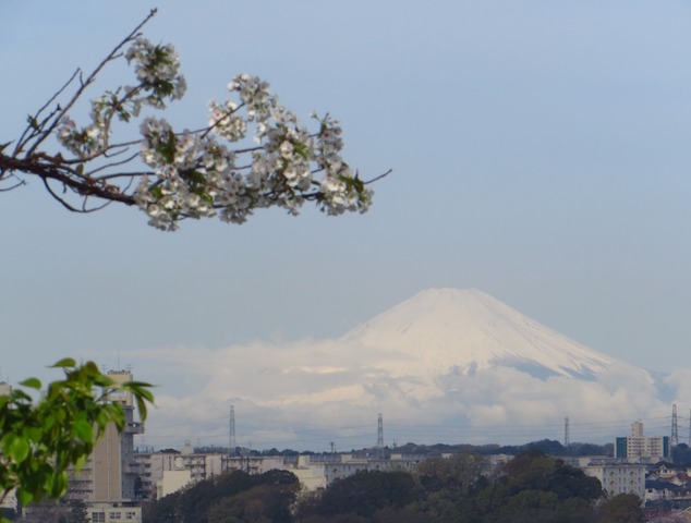 関東富士見百景「松の内公園馬の背」からの富士山：4月12日 山桜が満開（撮影者: JA1CQT）
