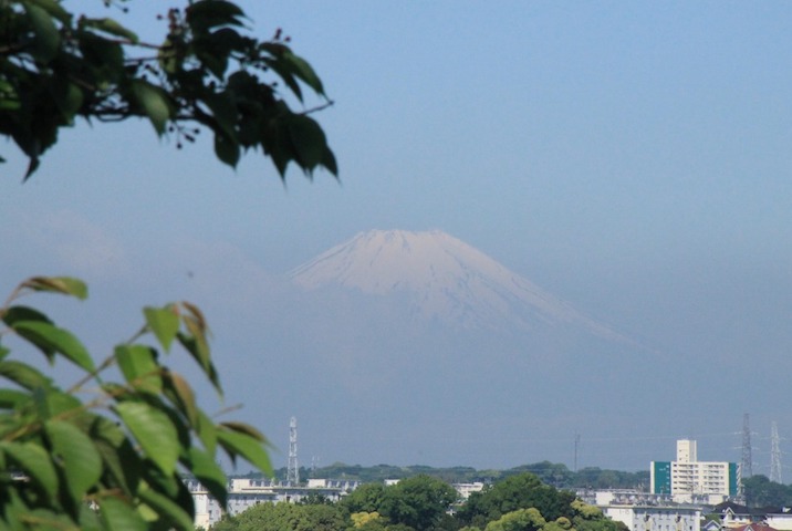 関東富士見百景「松の内公園馬の背」からの富士山：5月11日 青葉とミニさくらんぼ（撮影者: JA1CQT）