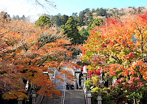 2017/11/23 神社下社の紅葉